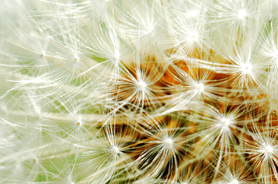 Up close with a dandelion  Photograph by Matt McDonald
