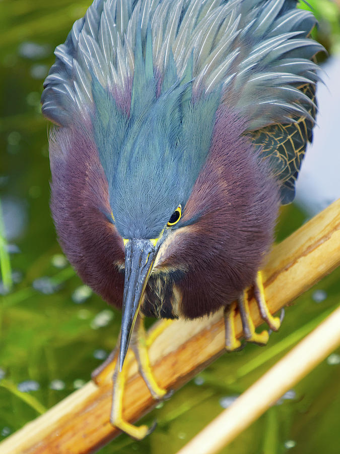Up Close With A Green Heron In Florida Wetlands Photograph