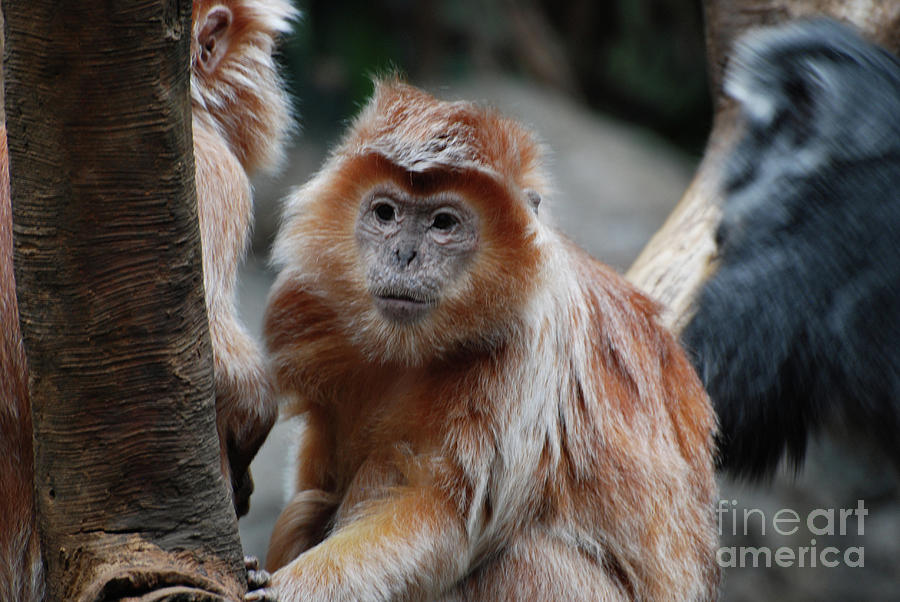 Up Close with a Javan Langur Monkey  Photograph by DejaVu Designs