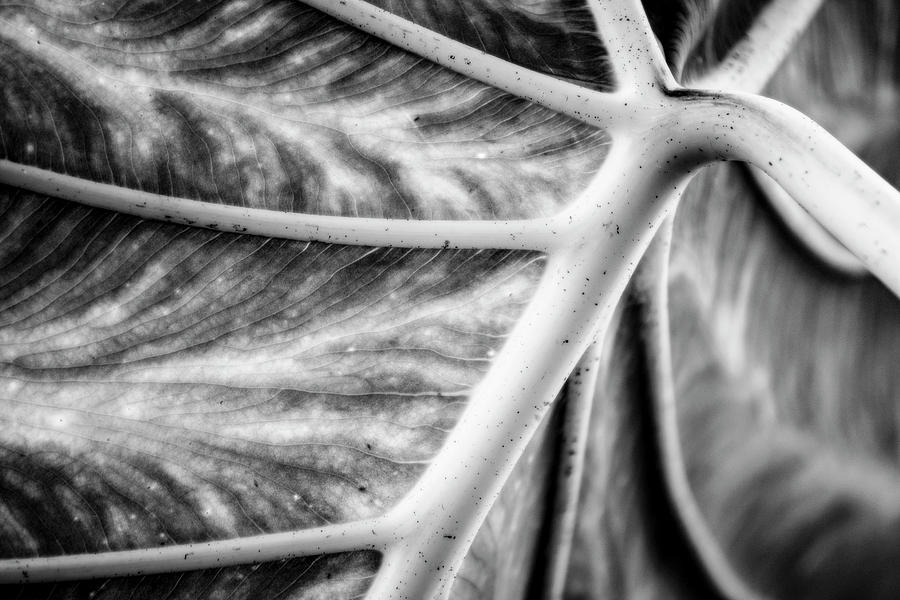Up Close with a Leaf Photograph by Tracy Winter
