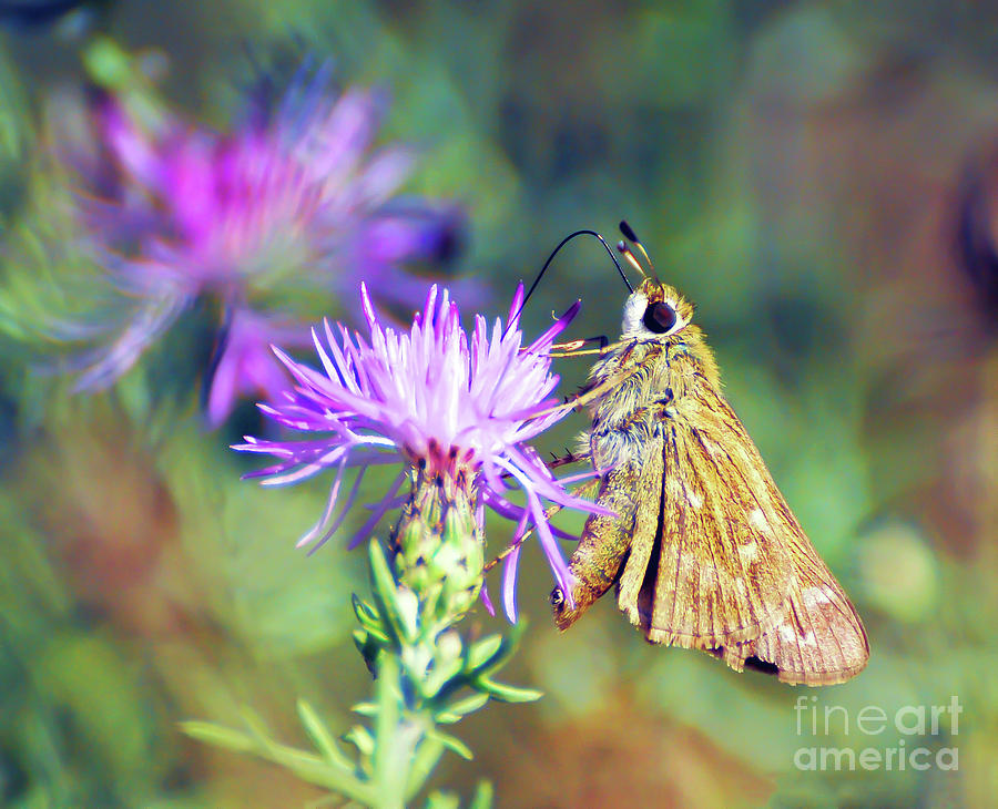 Up Close with a Skipper Butterfly Photograph by Kerri Farley