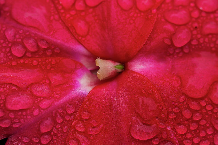 Up Close With Impatiens Photograph by Brad Granger