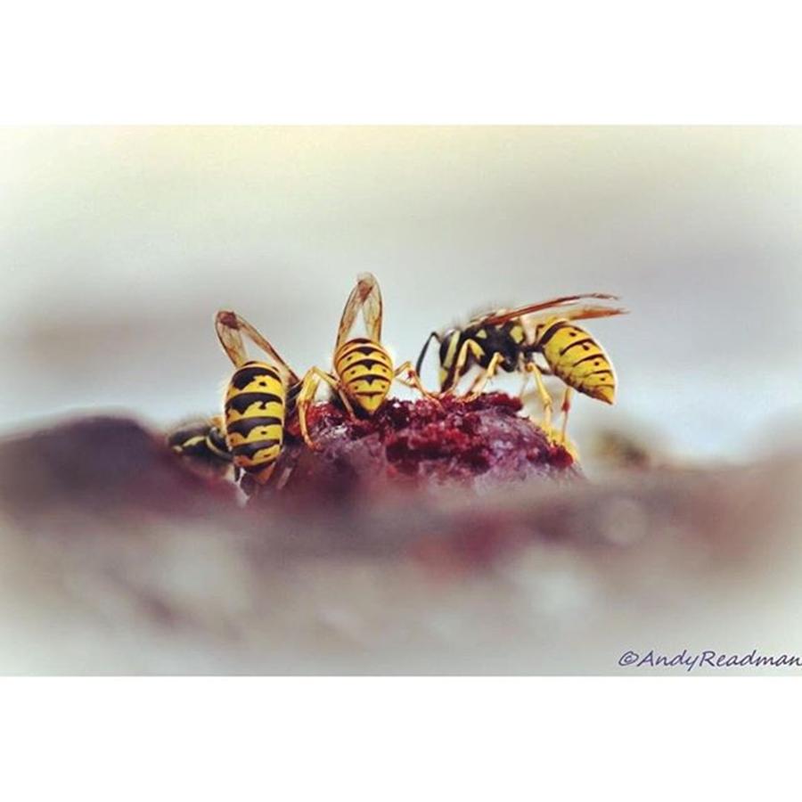 Nature Photograph - Up Close With The Buzzing Beasties! by Andy Readman