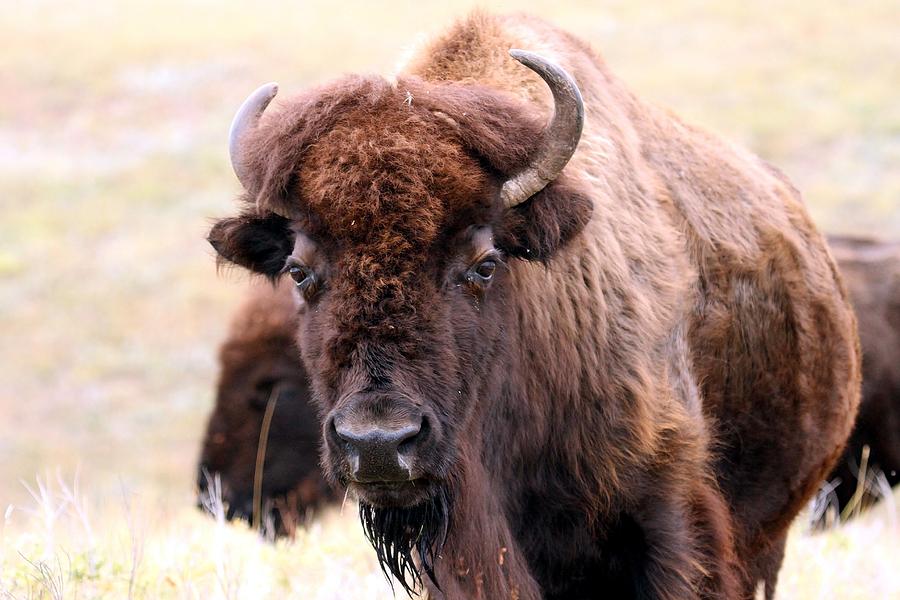 Up Close with the Tatanka Photograph by Christopher Miles Carter - Fine ...