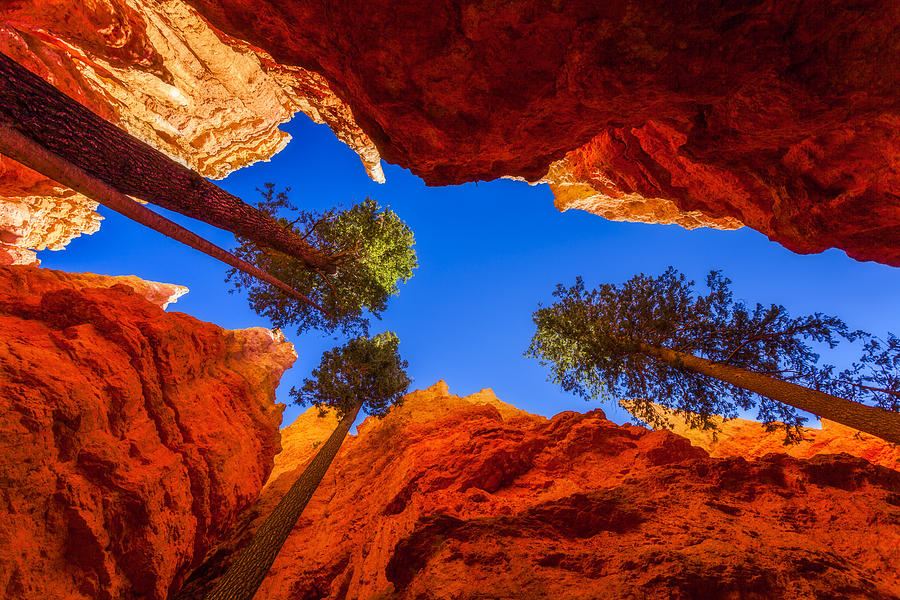 Tree Photograph - Up From Wall Street by Chad Dutson