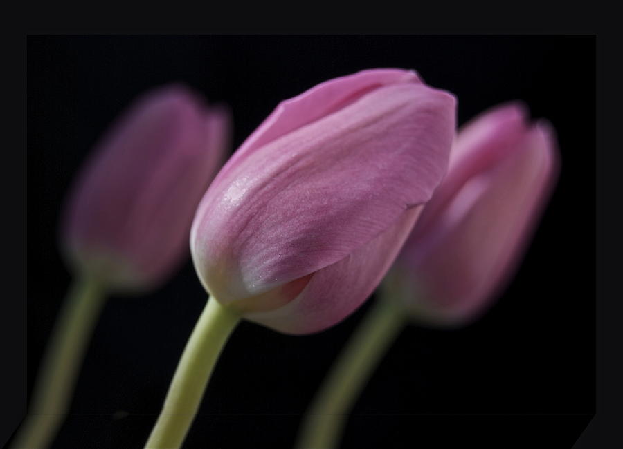 Tulip Photograph - Up Front by Michael Peychich