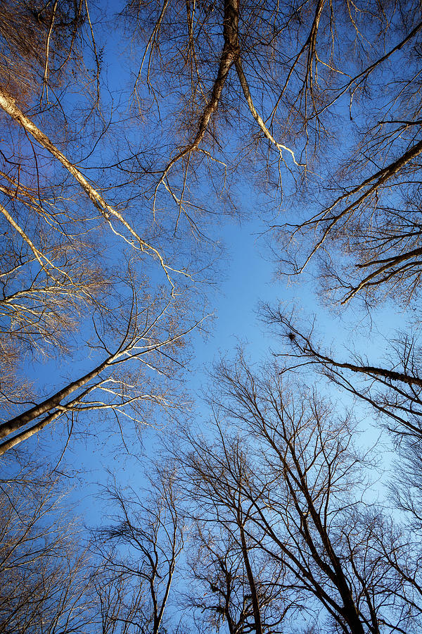 Up Photograph by Paul Malcolm - Fine Art America