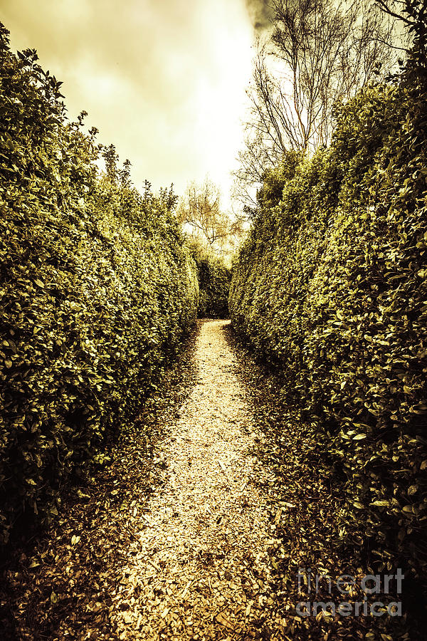 Up the garden path Photograph by Jorgo Photography