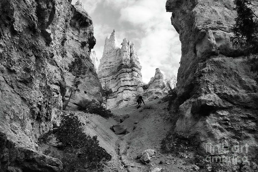 Tree Photograph - Up the Hill Bryce Canyon  by Chuck Kuhn