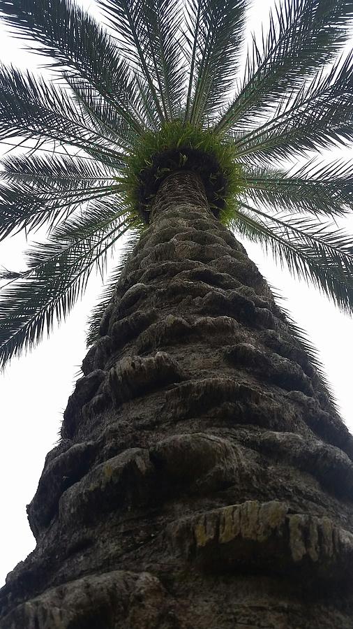 Up the Palm Photograph by Colby Foster - Fine Art America