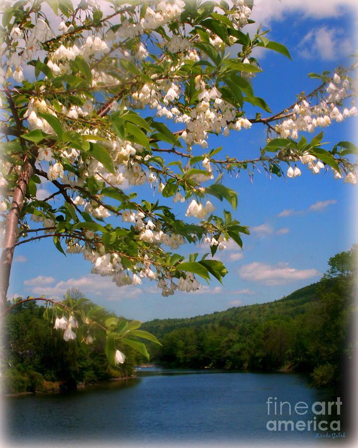 Spring Photograph - Up the River by Linda Galok
