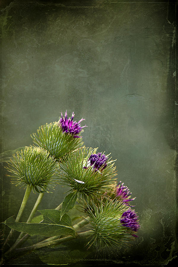 Flowers Still Life Photograph - Up to the Point by Evelina Kremsdorf