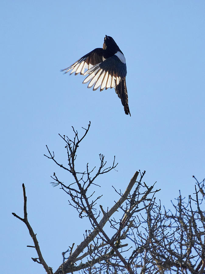 Up Up Up. Eurasian Magpie Photograph