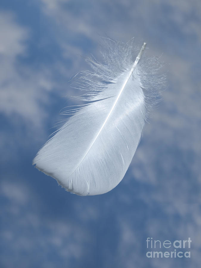 Feather Still Life Photograph - Up where we belong by Steev Stamford