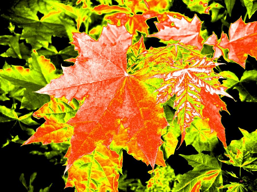 Upbeat Maple Leaves  Digital Art by Will Borden