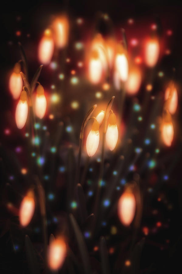 Upgrowing Lightbulbs Photograph by Marc Braner