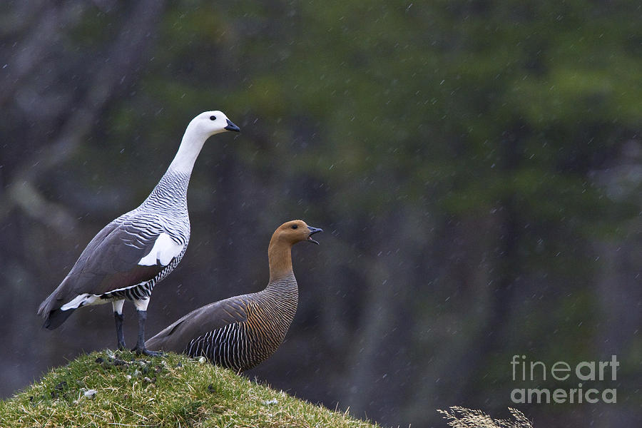 Upland Geese In The Rain Photograph by Jean-Louis Klein & Marie-Luce Hubert