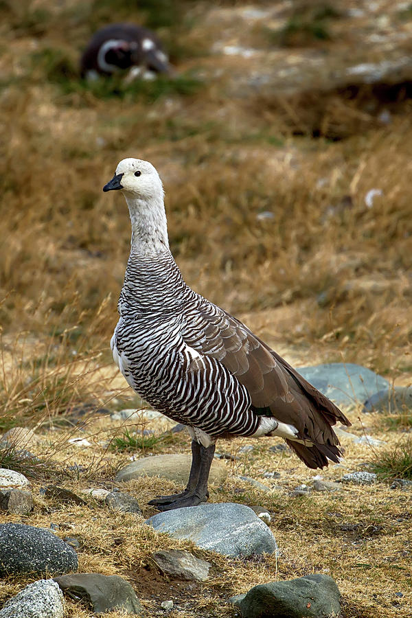 Upland Goose or Magellan Goose Photograph by John Haldane