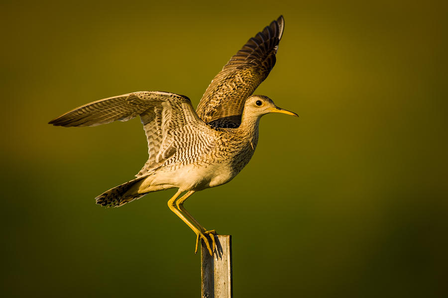 Upland Sandpiper on Steel Post Photograph by Jeff Phillippi
