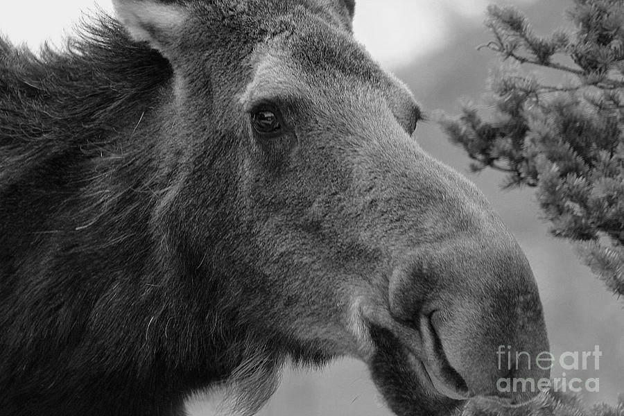 Colorado Moose Photograph - If You Could Only See Yourself Through My Eyes by Fiona Kennard