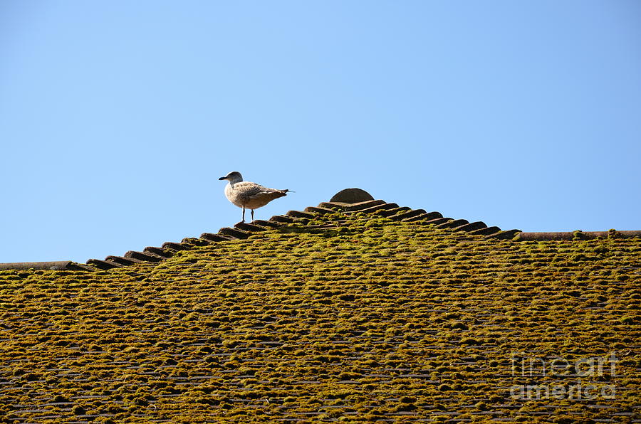 Seagull Photograph - Upon the Roof by Des M