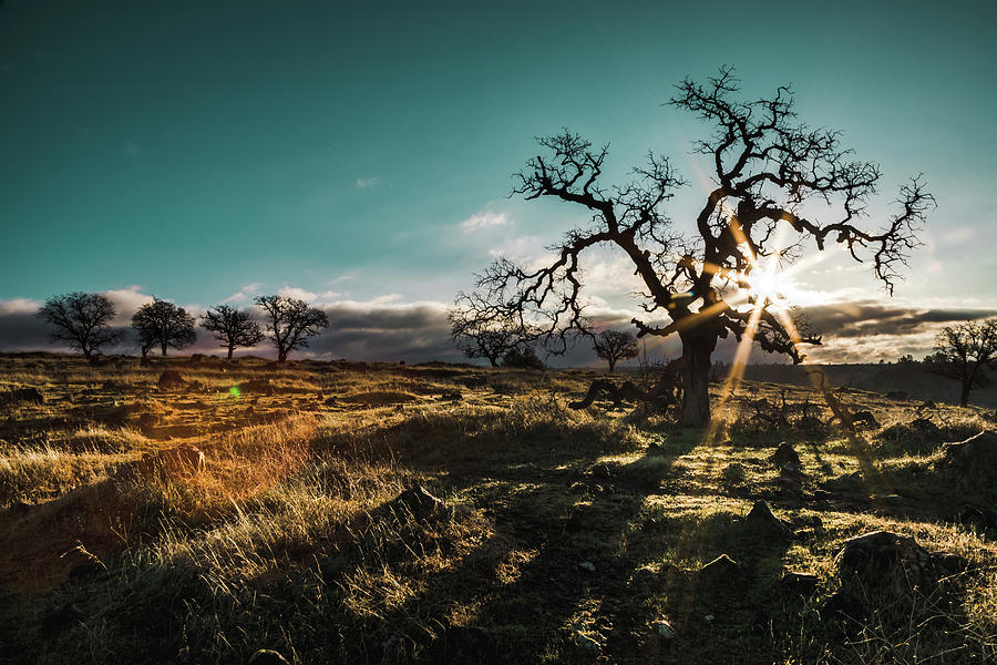 Upper Bidwell Park Photograph by Lee Harland