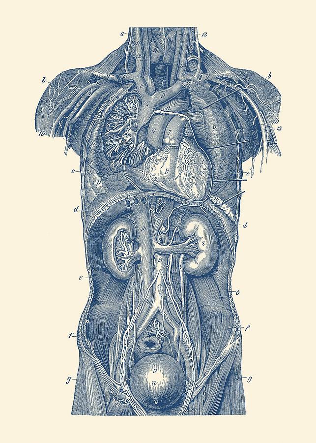 Upper Body Anatomy Diagram Drawing by Vintage Anatomy Prints  Pixels