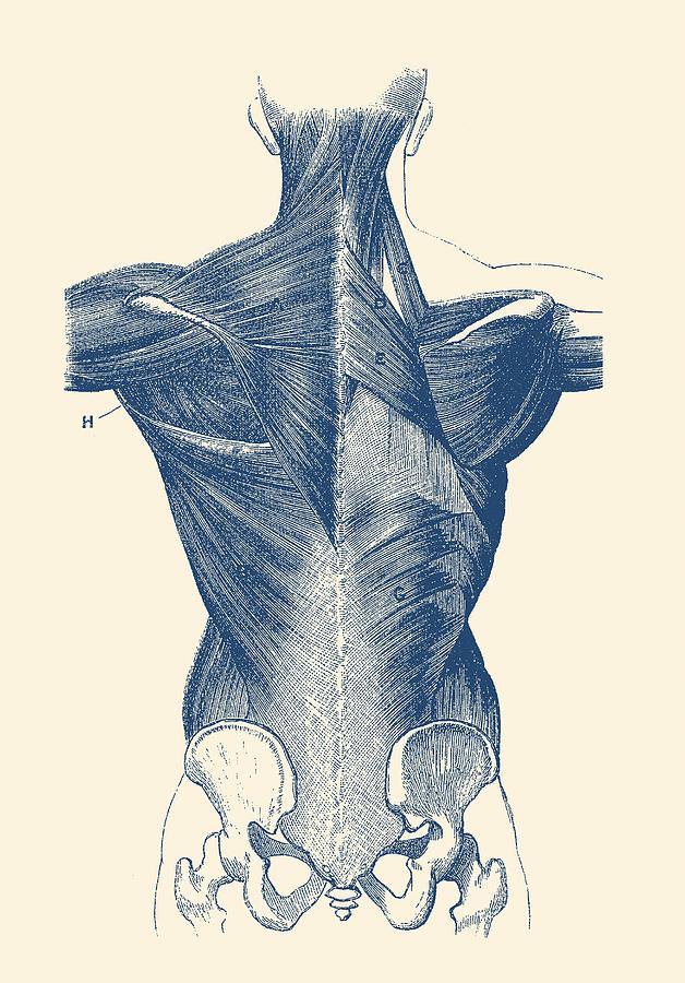 Upper Body Muscular System - Backside - Vintage Anatomy Drawing by Vintage Anatomy Prints