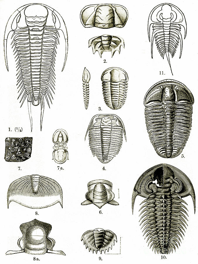 Upper Cambrian Trilobites Photograph by Wellcome Images