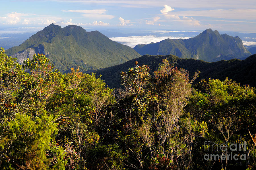 Upper Montane Forest In Borneo Photograph By Fletcher Baylis