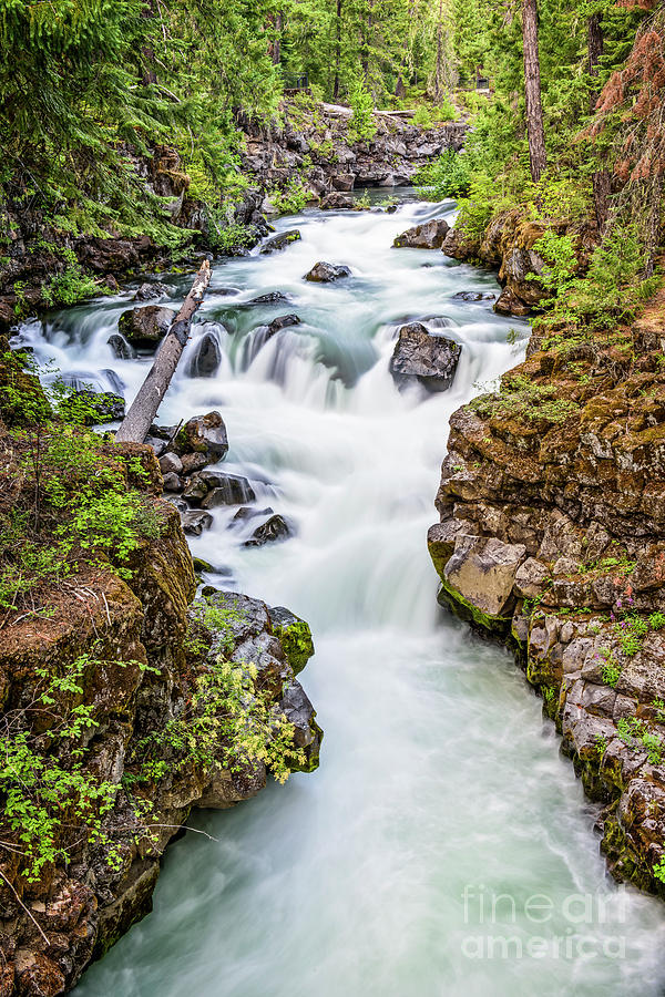 Tree Photograph - Upper Rogue River by Charles Dobbs