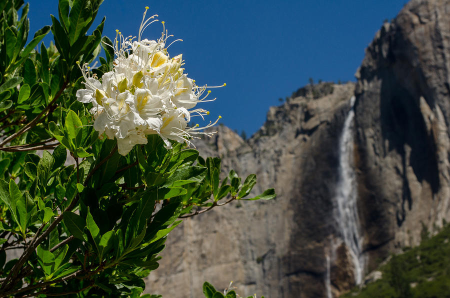 Yosemite National Park Photograph - Upper Yosemite Fall by Ingo Scholtes