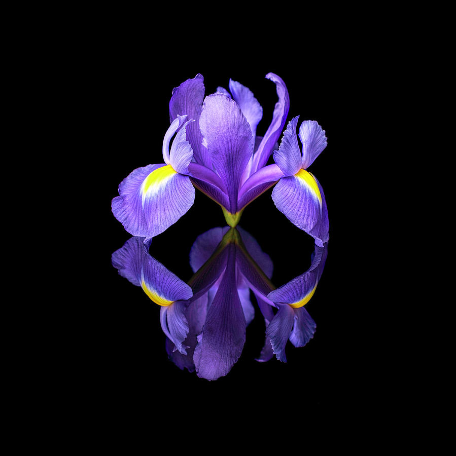 Upright Iris Photograph by Michelle Whitmore