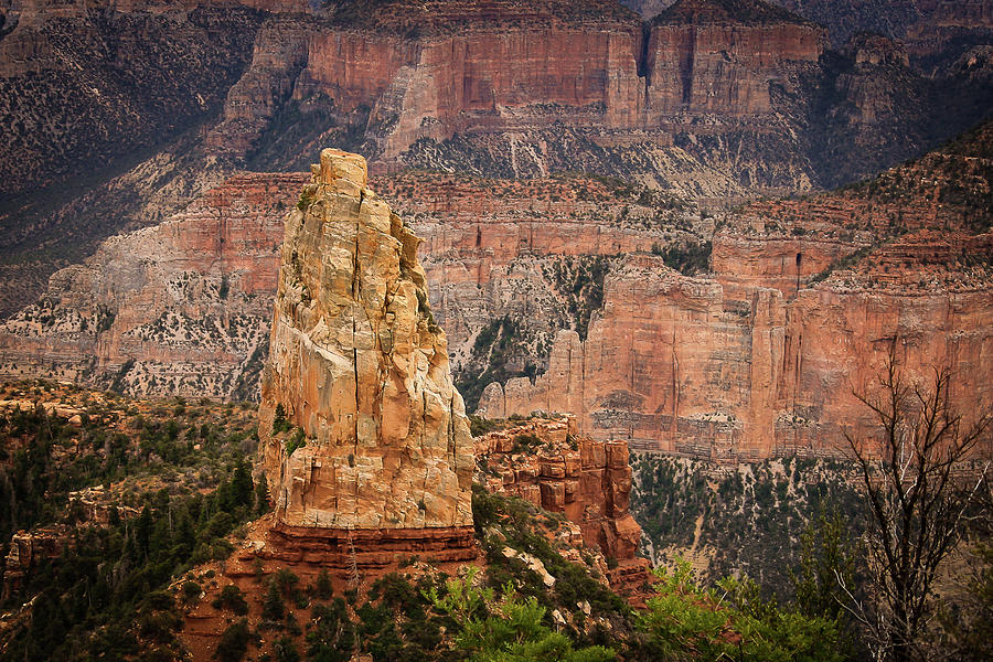 Grand Canyon National Park Photograph - Upright by Rose McClure