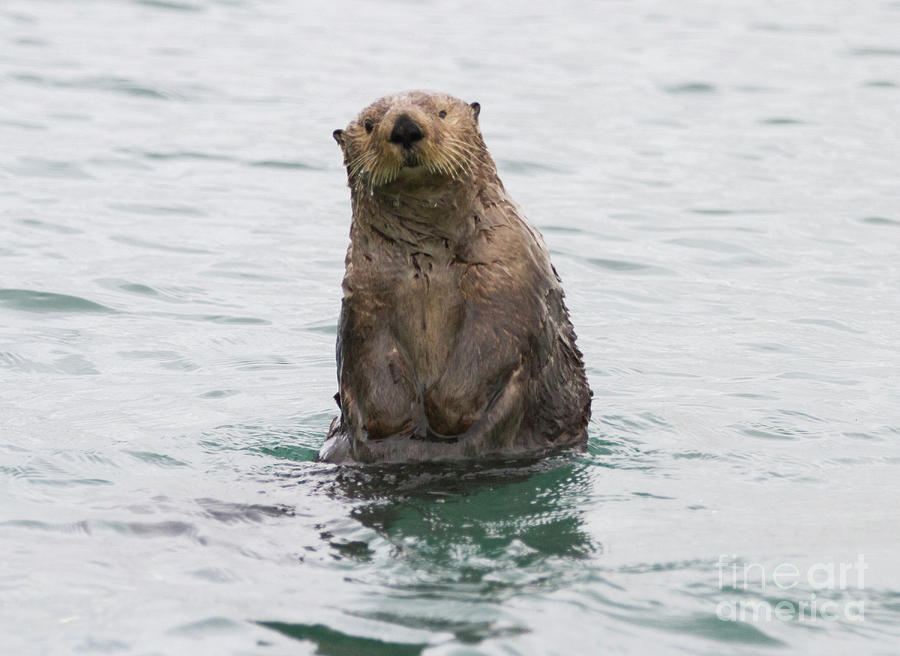 Upright Sea Otter Photograph by Chris Scroggins