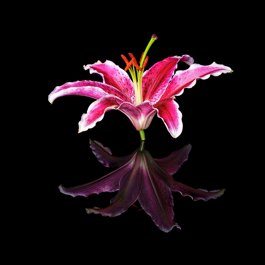 Upright Stargazer Lily Photograph by Michelle Whitmore