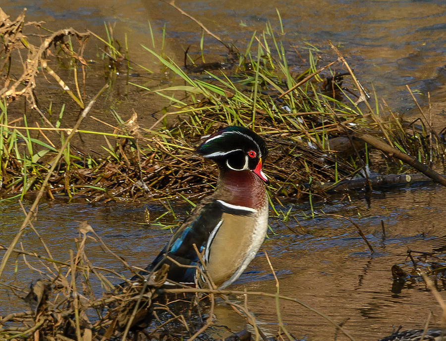 Upright Wood Duck Photograph by Jerry Cahill