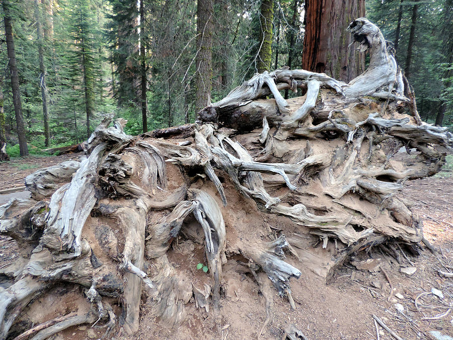 Uprooted Photograph by Eric Forster