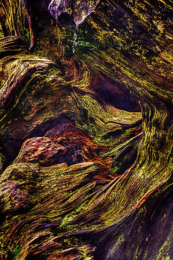 Uprooted Sequoia Photograph by Roger Passman
