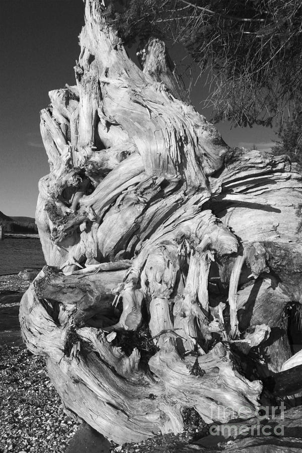 Uprooted Tree Photograph