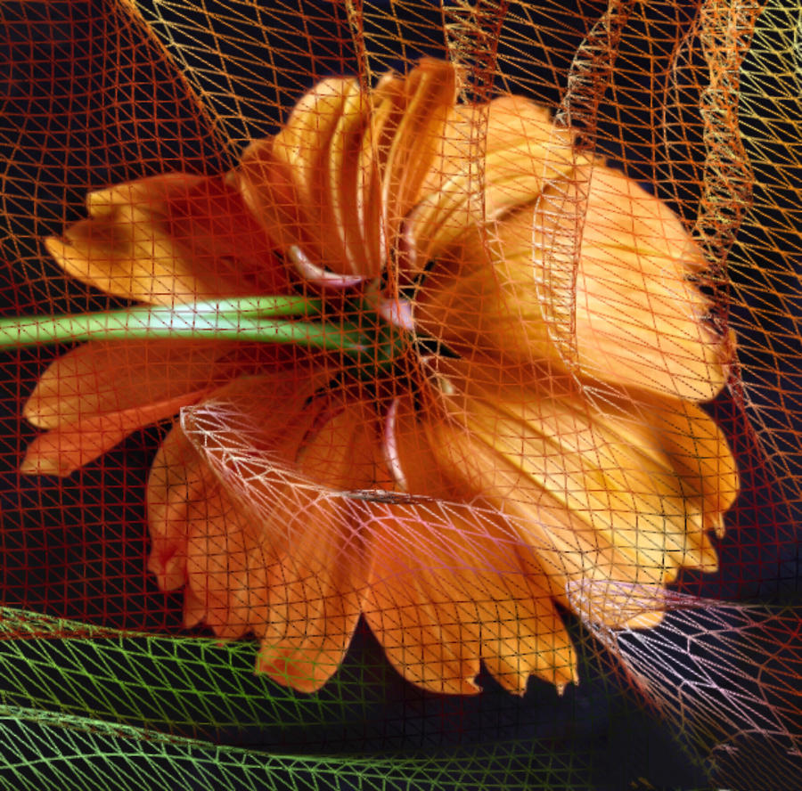 Upside Down Beauty with Floral Netting Photograph by Doris Aguirre