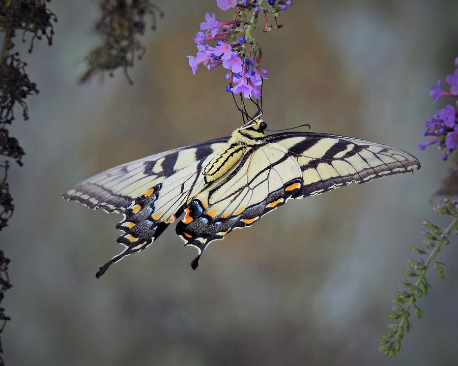 Upside Down Butterfly Photograph by Lisa Melvin Fine Art America