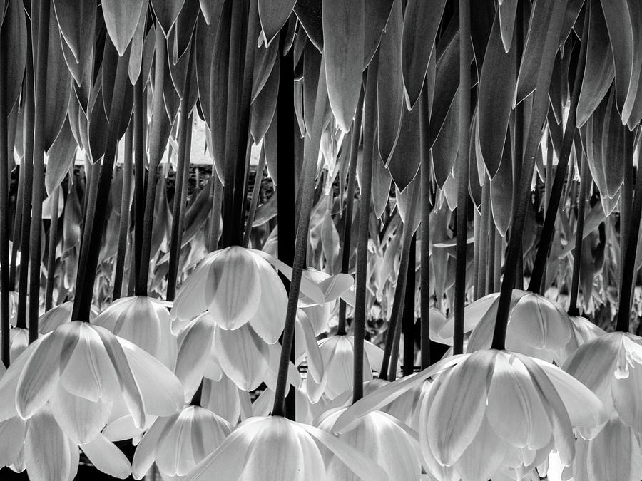 Tulip Photograph - Upside Down by Cesar Vieira