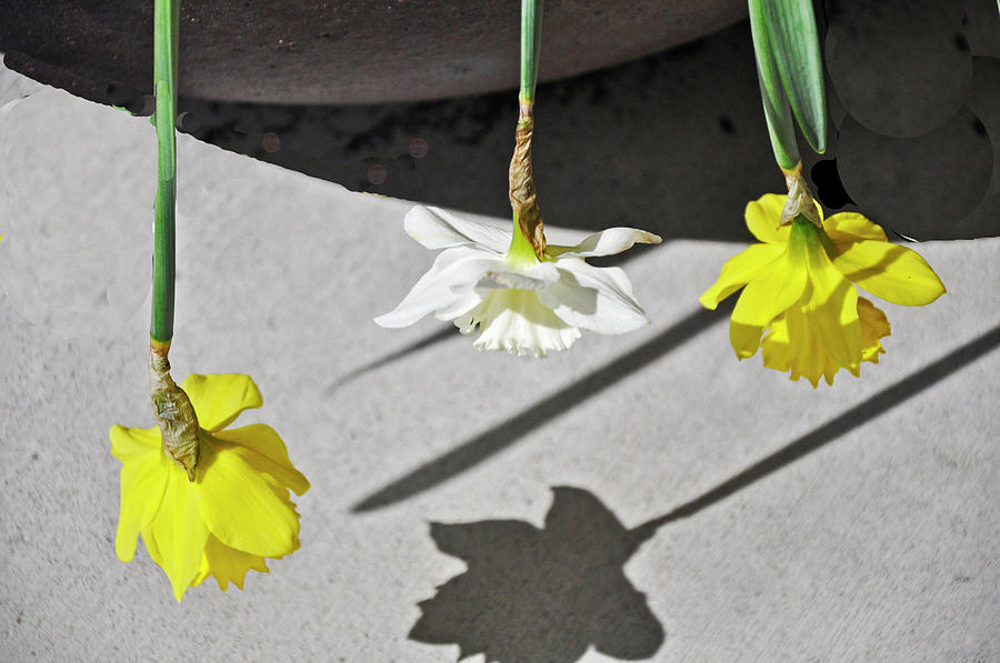 Upside Down Daffodils Photograph by Vijay Sharon Govender