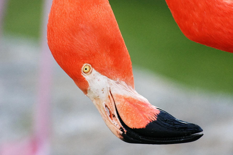 Upside Down -- Flamingo at Charles Padock Zoo in Atascadero, California Photograph by Darin Volpe