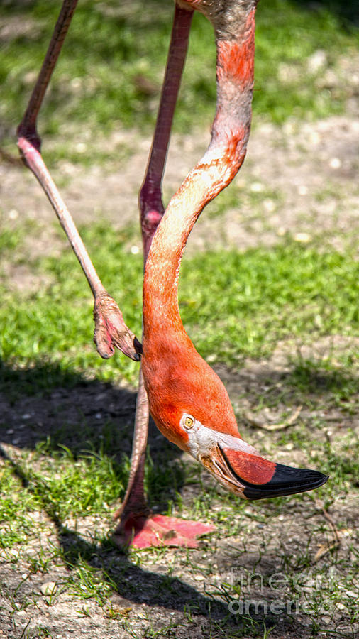 Nature Photograph - Upside Down Flamingo by Tom Gari Gallery-Three-Photography