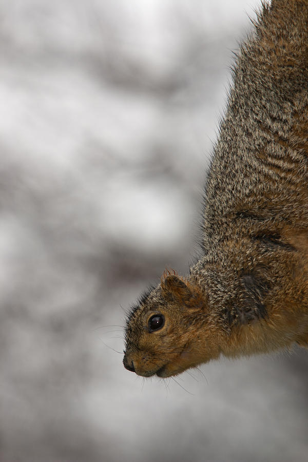 Upside Down Hanging Squirrel Photograph by John Harmon