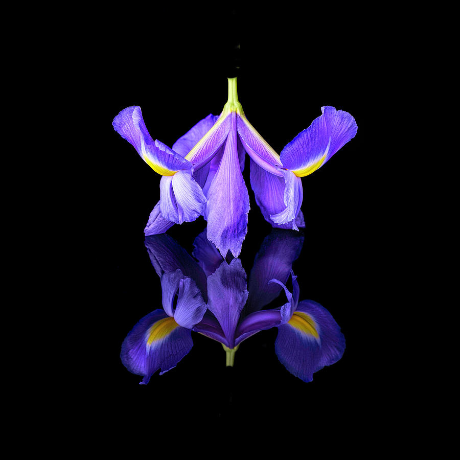 Upside down Iris Photograph by Michelle Whitmore