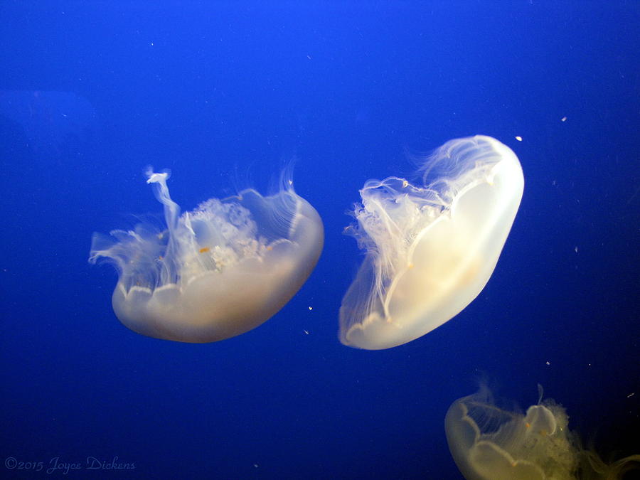 Upside Down Jellyfish Photograph by Joyce Dickens