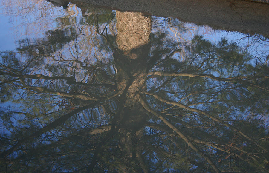Upside Down Photograph by Magda Levin
